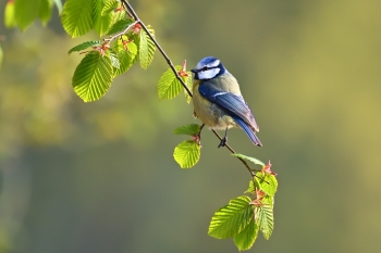 Blaumeise (Symbolbild) © jggrz/Pixabay Blaumeise (Symbolbild)
