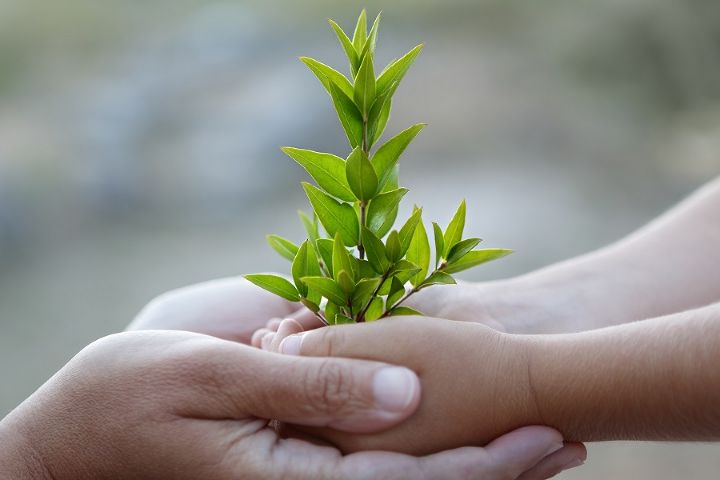 iStock/amphotora